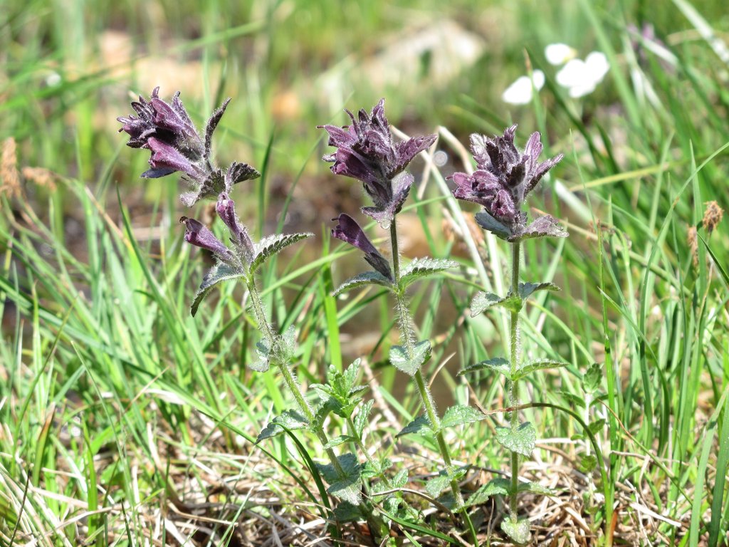Bartsia alpina